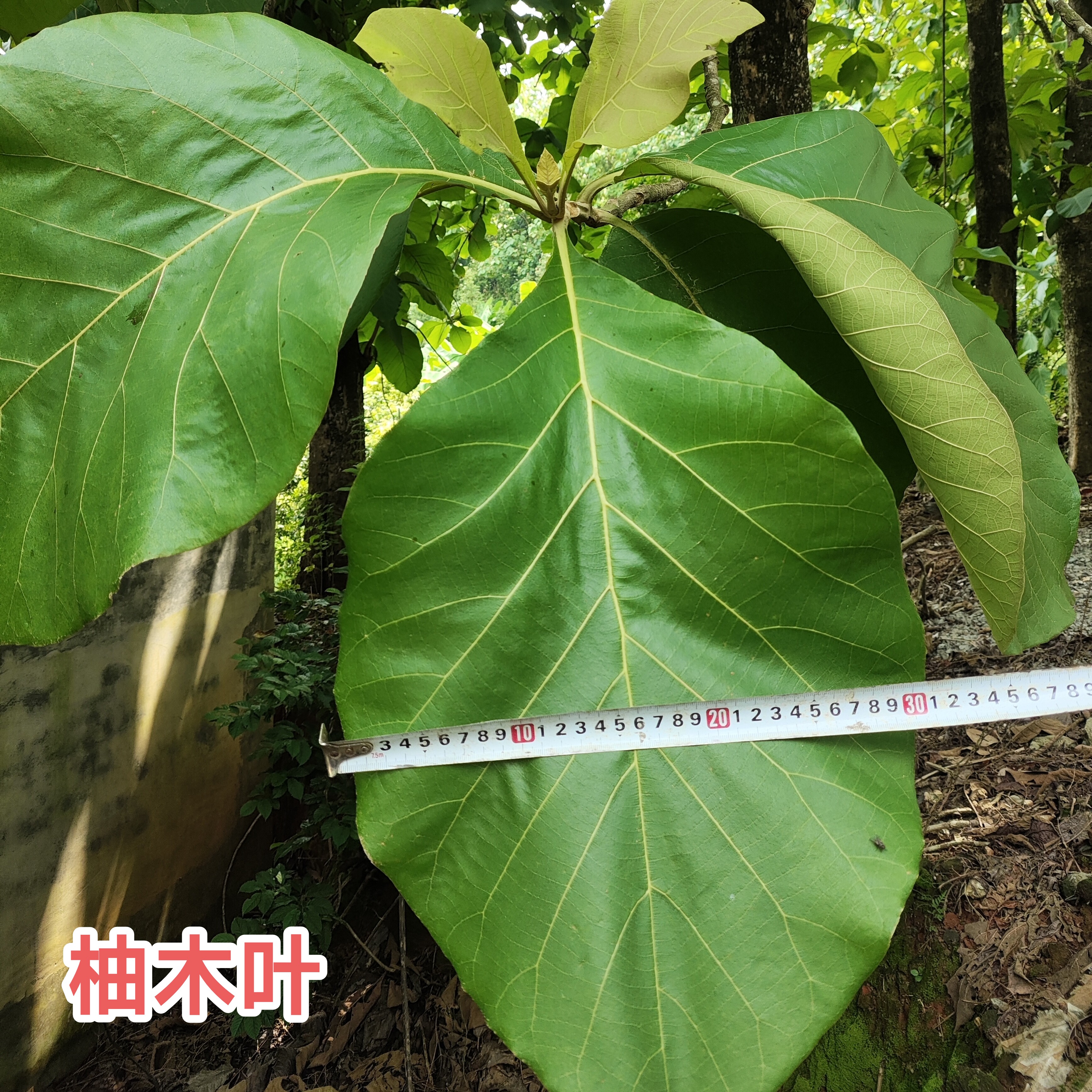 柚木叶 广东茂名新鲜现采柚木叶 普洱茶包装 热转印雕柚木叶包邮