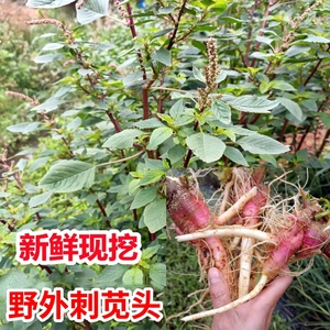 刺苋根红菜头新鲜现挖现发带刺红刺苋广东假苋菜猪母菜勒苋头包邮