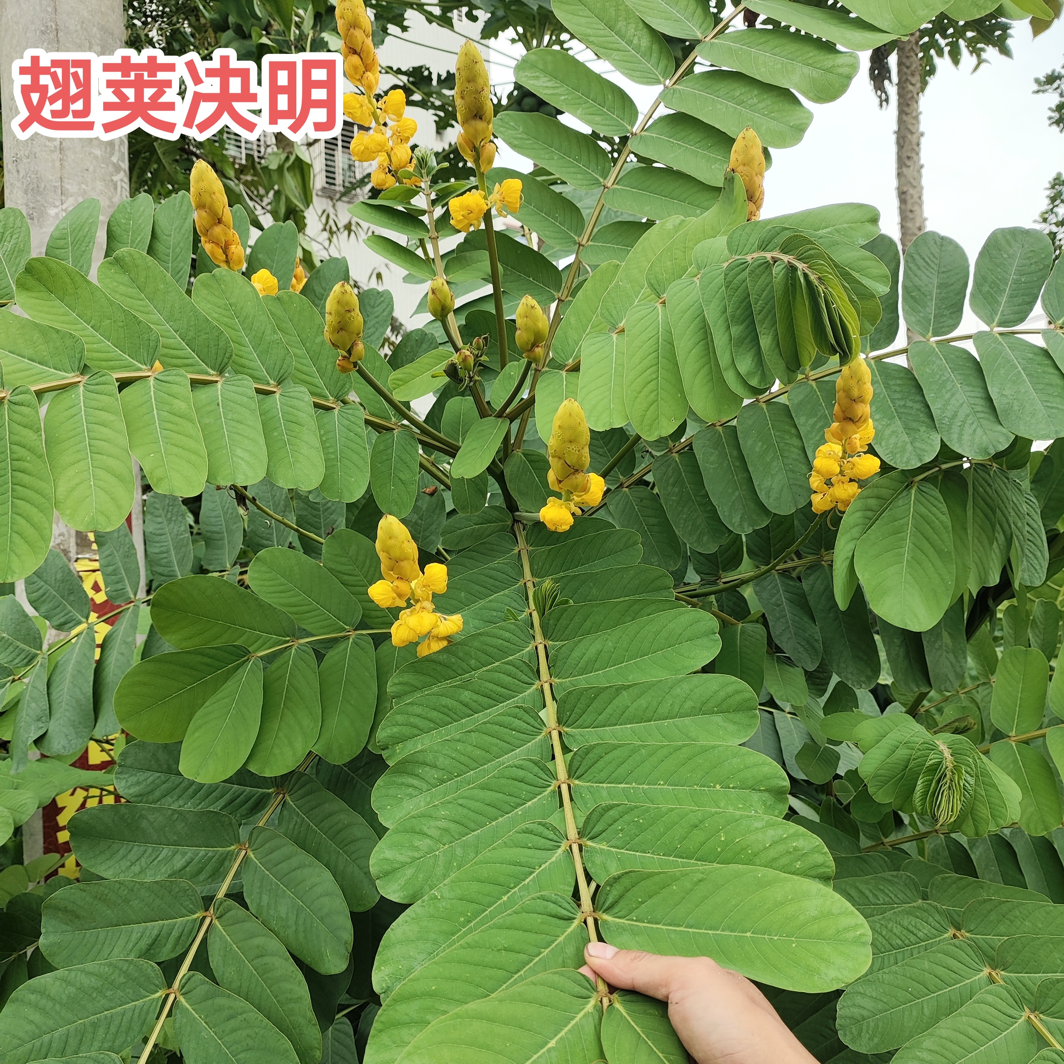 新鲜翅荚决明乡村原生广东茂名 云实有翅决明枝叶现采发500克包邮
