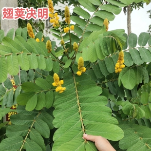 翅荚决明天然原生广东茂名中药材云实有翅决明 现采新鲜500克包邮