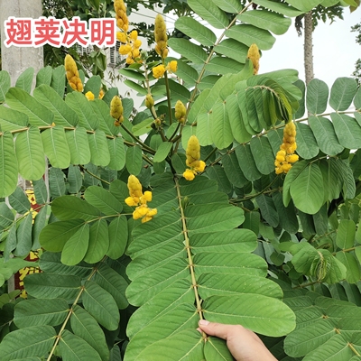 翅荚决明天然原生广东茂名中药材云实有翅决明 现采新鲜500克包邮