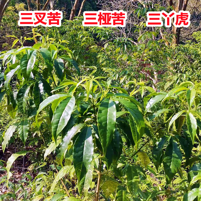 新鲜三叉苦叶 根 野生三桠苦粉深山三丫虎三岔叶中草药材500g广东