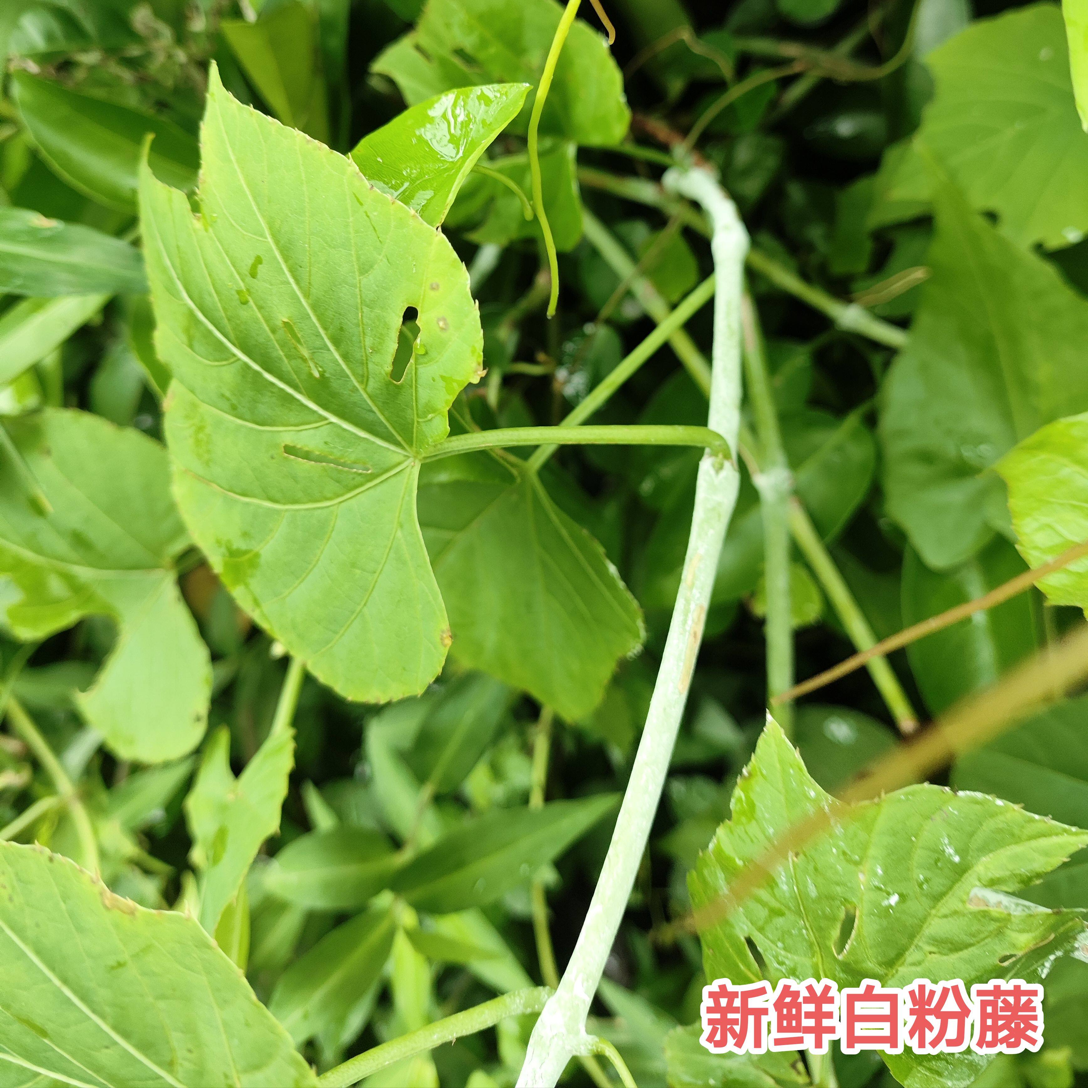 新鲜白粉藤 现采独脚乌桕 中草药夜牵牛青龙山鸡蛋山葫芦藤叶包邮