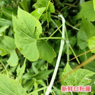 新鲜白粉藤 现采独脚乌桕 中草药夜牵牛青龙山鸡蛋山葫芦藤叶包邮