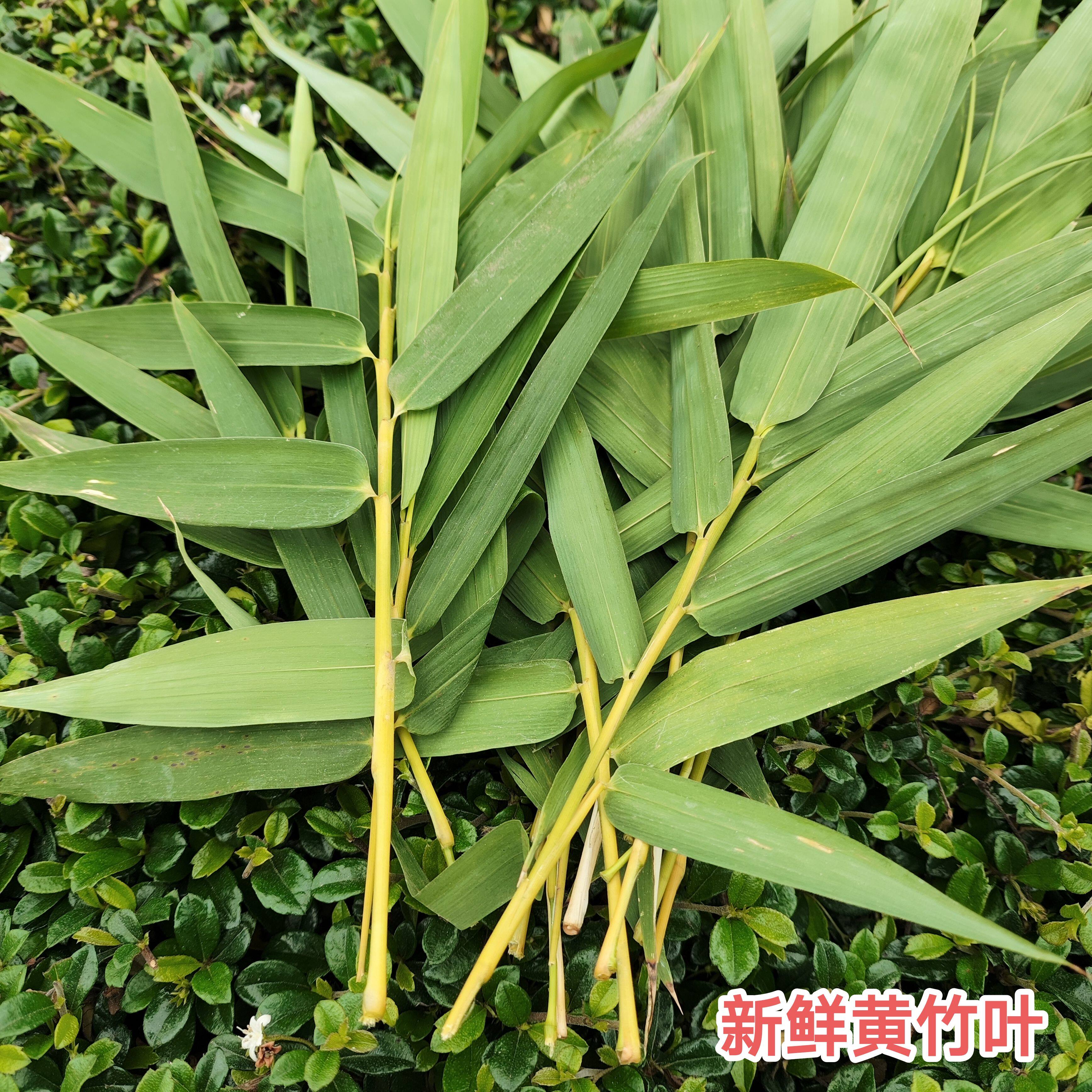 现采带小枝发货 新鲜黄竹叶 广东茂名现发黄竹子叶  鲜品250g包邮