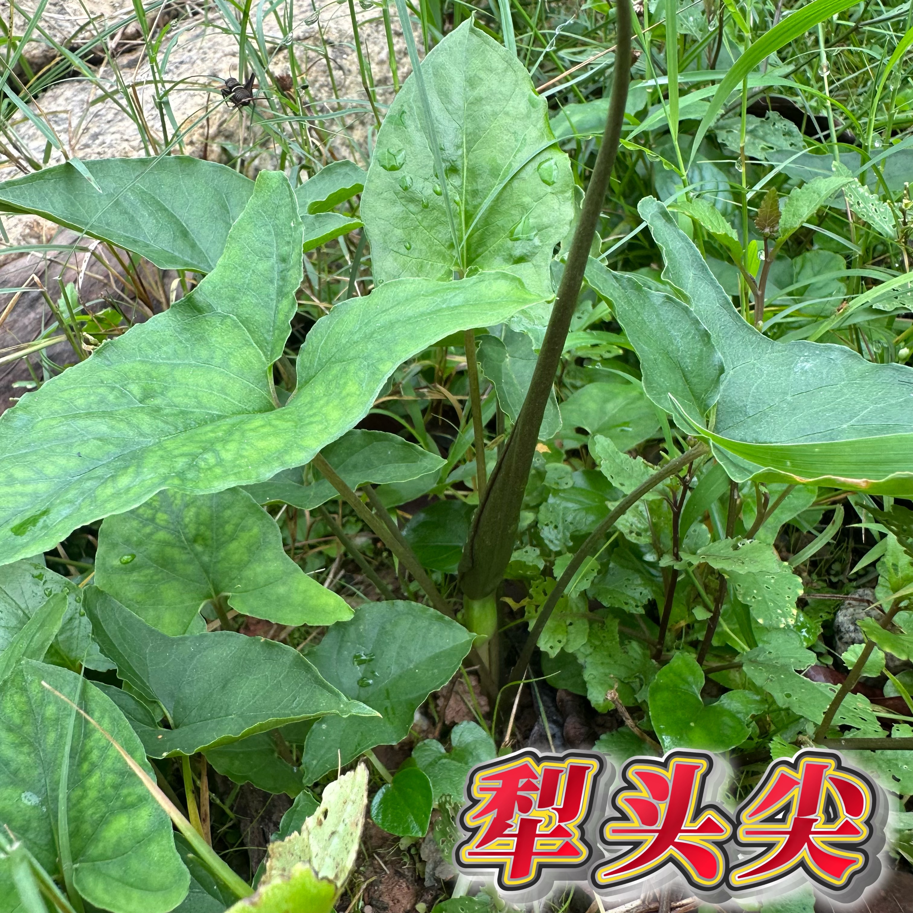 正宗犁头尖中草药 广东大叶半夏 土半夏小独脚莲全草非犁头草包邮