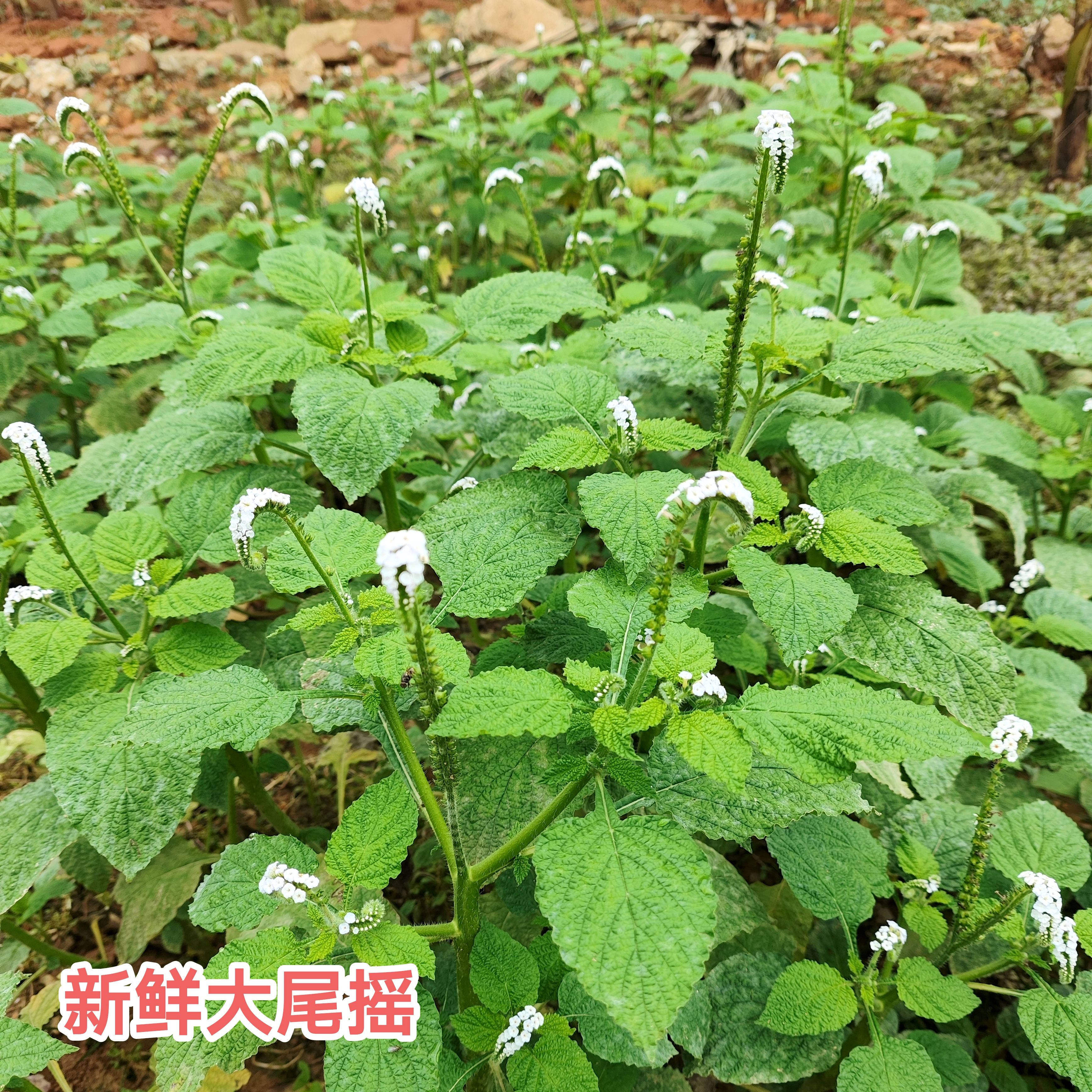 新鲜现采大尾摇 鱿鱼草 斑草 猫尾草象鼻草墨鱼须草 整株全草发货