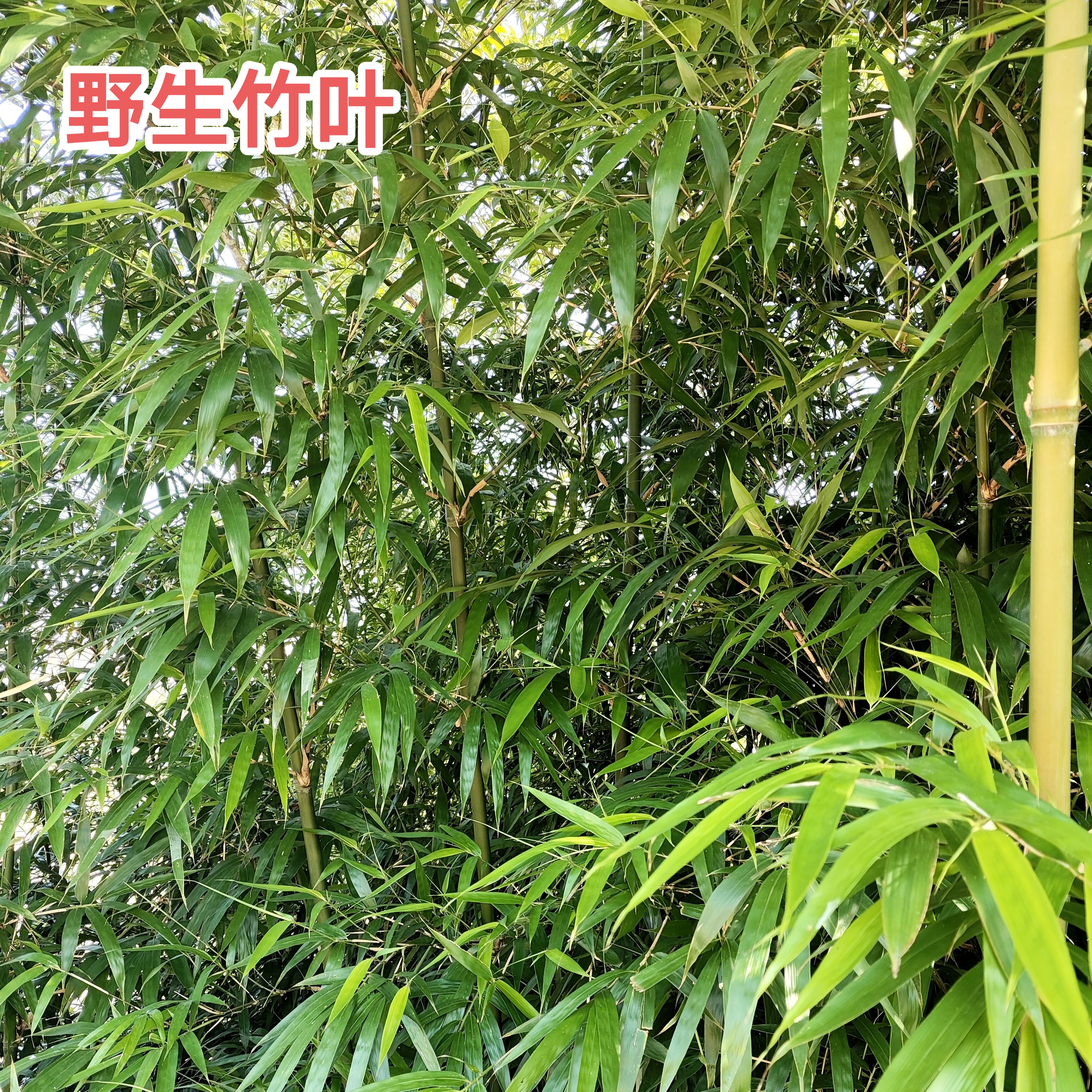 新鲜现采竹叶广东深山苦竹叶现采现发竹叶非淡竹叶晒干竹叶茶泡水