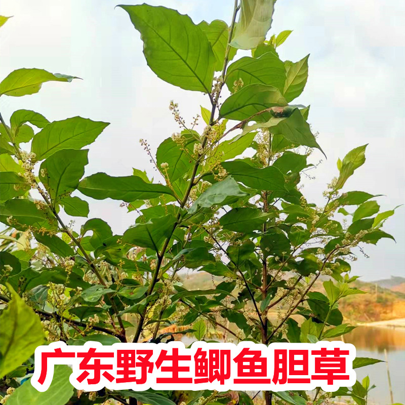 新鲜鲫鱼胆草 空心花 冷饭果牛尿木黄岑心花广东茂名现采现发包邮
