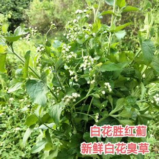 新鲜山区原生胜红蓟500克白花臭草 藿香蓟脓泡外用肿痛广东中草药