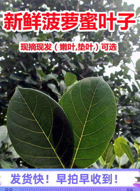 菠萝蜜叶子现摘新鲜叶子广东茂名特产树菠萝叶片嫩叶糍粑垫片包邮