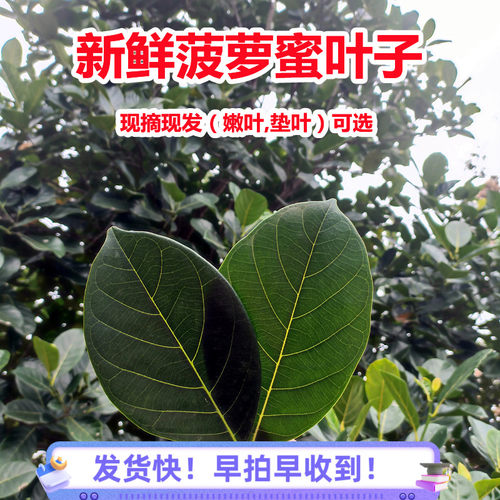 菠萝蜜叶子现摘新鲜叶子广东茂名特产树菠萝叶片嫩叶糍粑垫片包邮