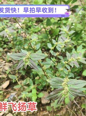 新鲜野外飞扬草 大飞扬节节花 白乳汁草中草药现采肤痒洗澡通少乳