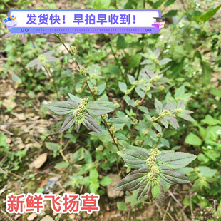 新鲜野外飞扬草 大飞扬节节花 白乳汁草中草药现采肤痒洗澡通少乳