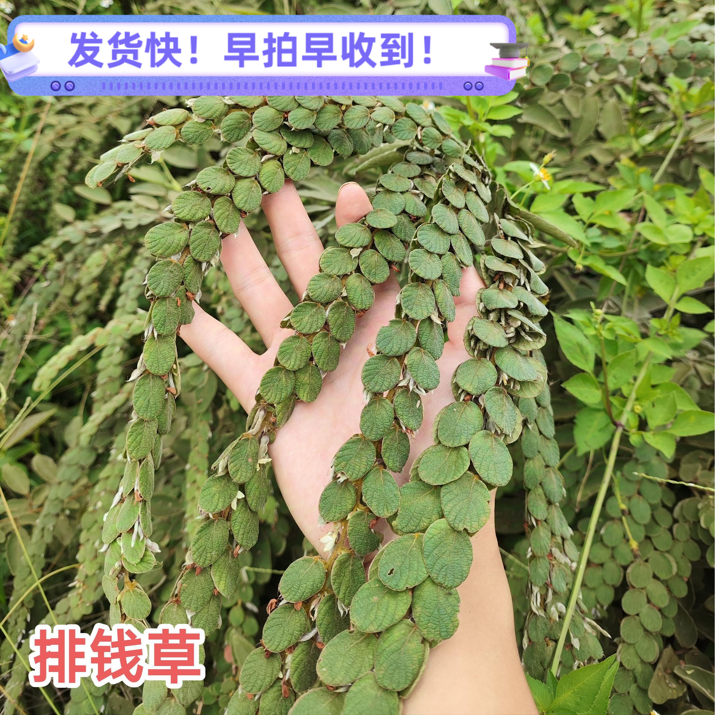 新鲜排钱草 现采现发钱串草排钱树广东茂名叠钱草 全草500克 包邮