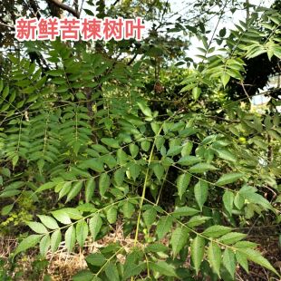 新鲜苦楝树叶 茂名现采现发苦练树皮 外用中草药熬水苦练树根包邮