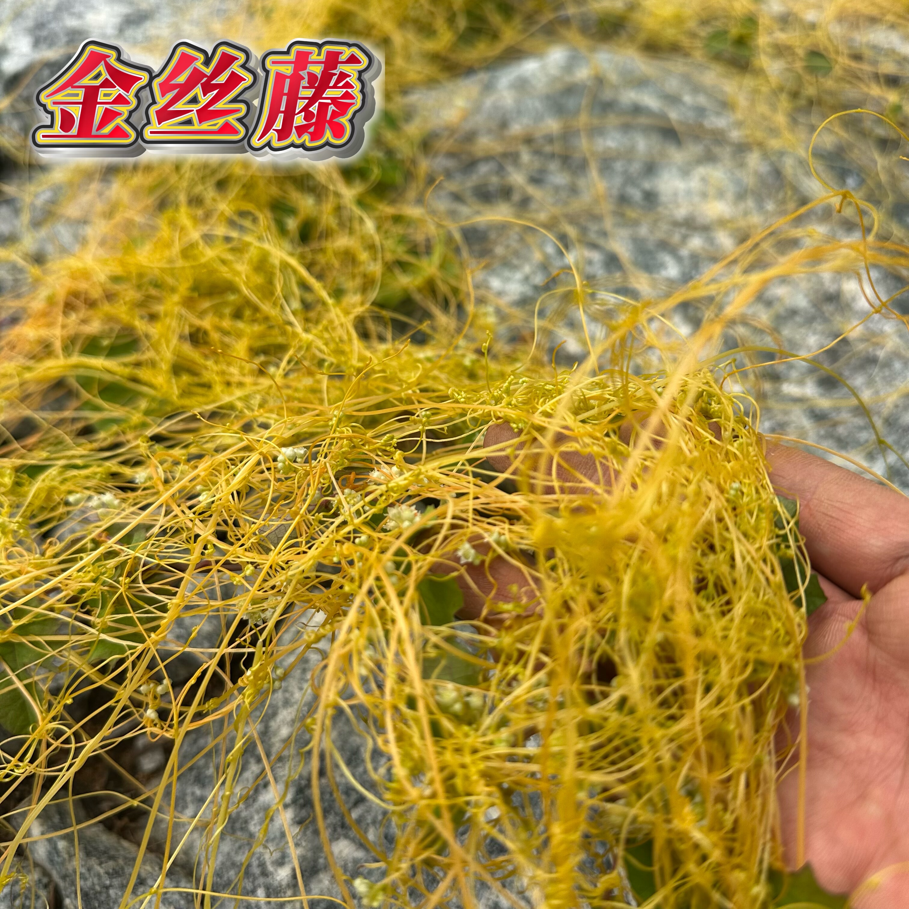 深山新鲜金丝藤广东茂名菟丝藤无根藤 无娘藤干货 菟丝子草无头藤
