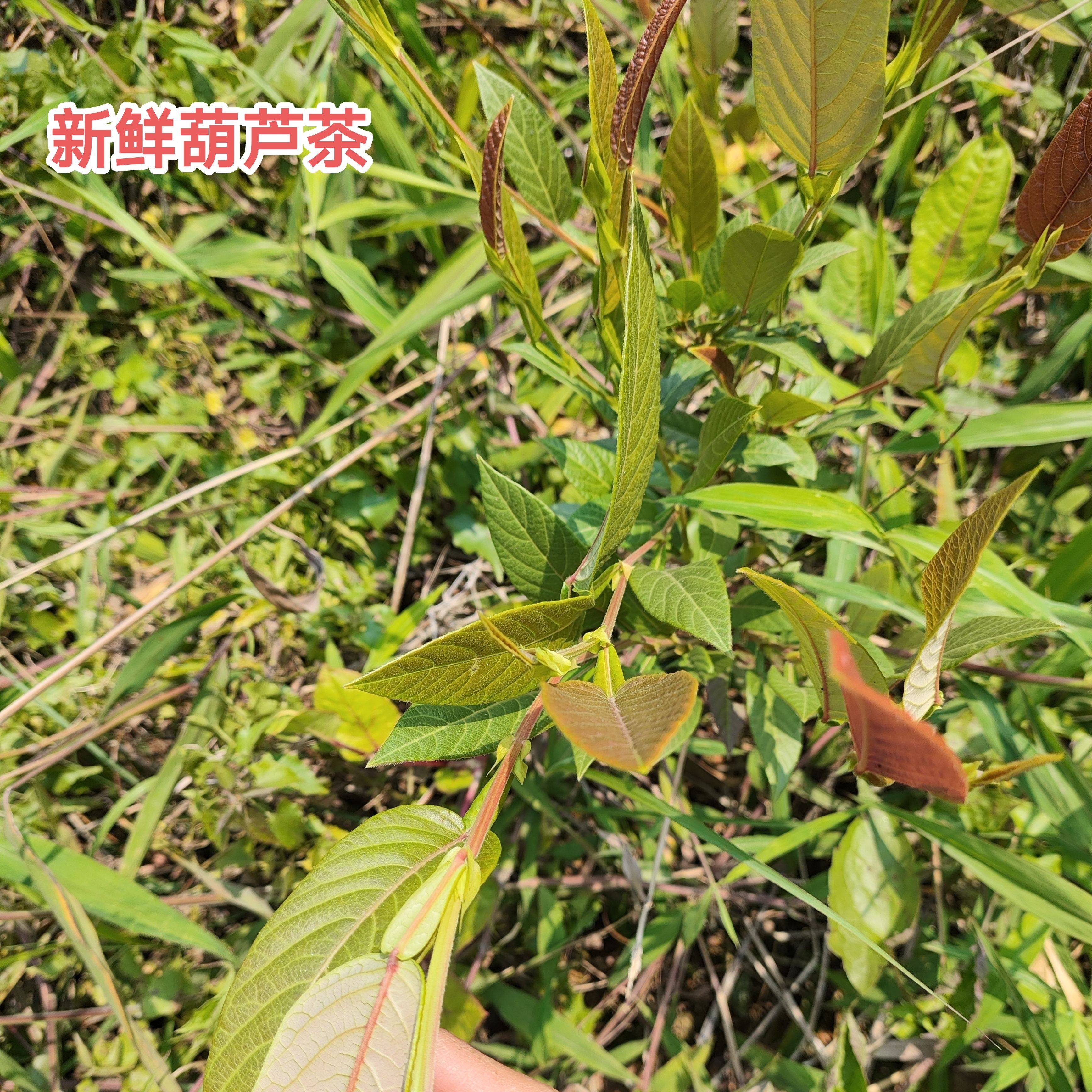 新鲜现采葫芦茶整株田刀柄鲜品广东中草药咸鱼草纯根金剑草枝叶