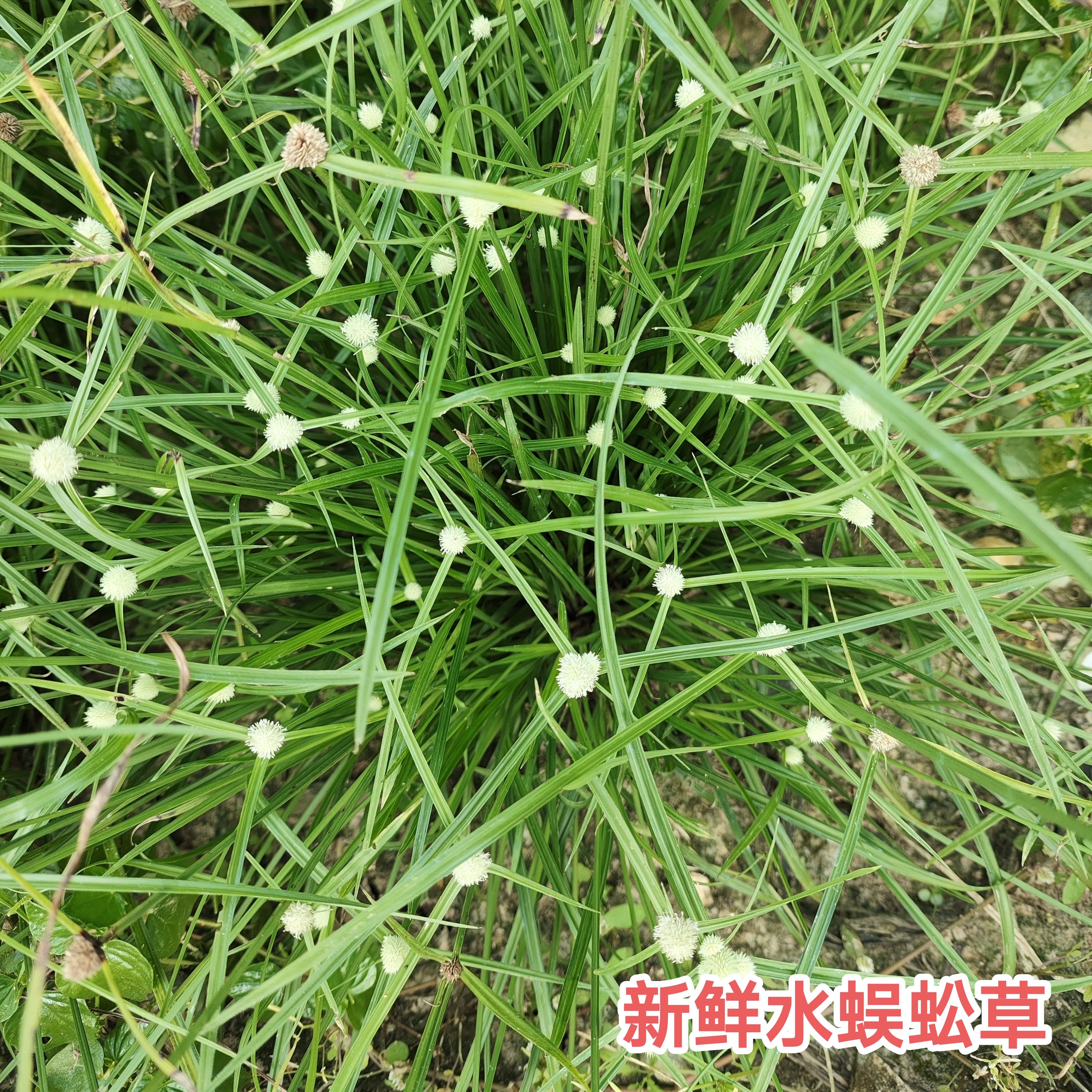 现采水蜈蚣 新鲜无头厚香三荚草金钮草 广东无头猴香三荚草纯天然