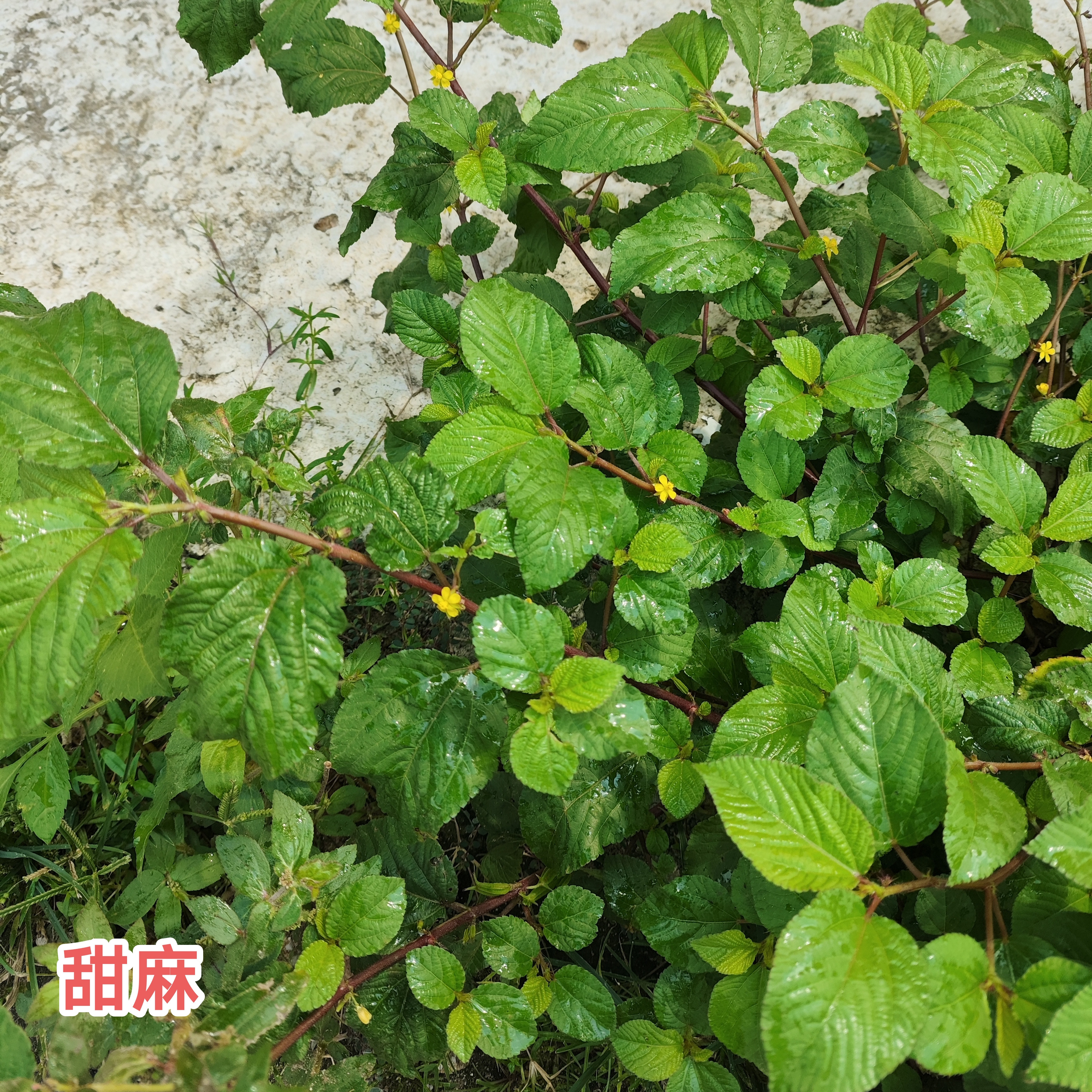 新鲜甜麻广东茂名乡村原生青草绳黄麻带根针筒草整株现采现发包邮