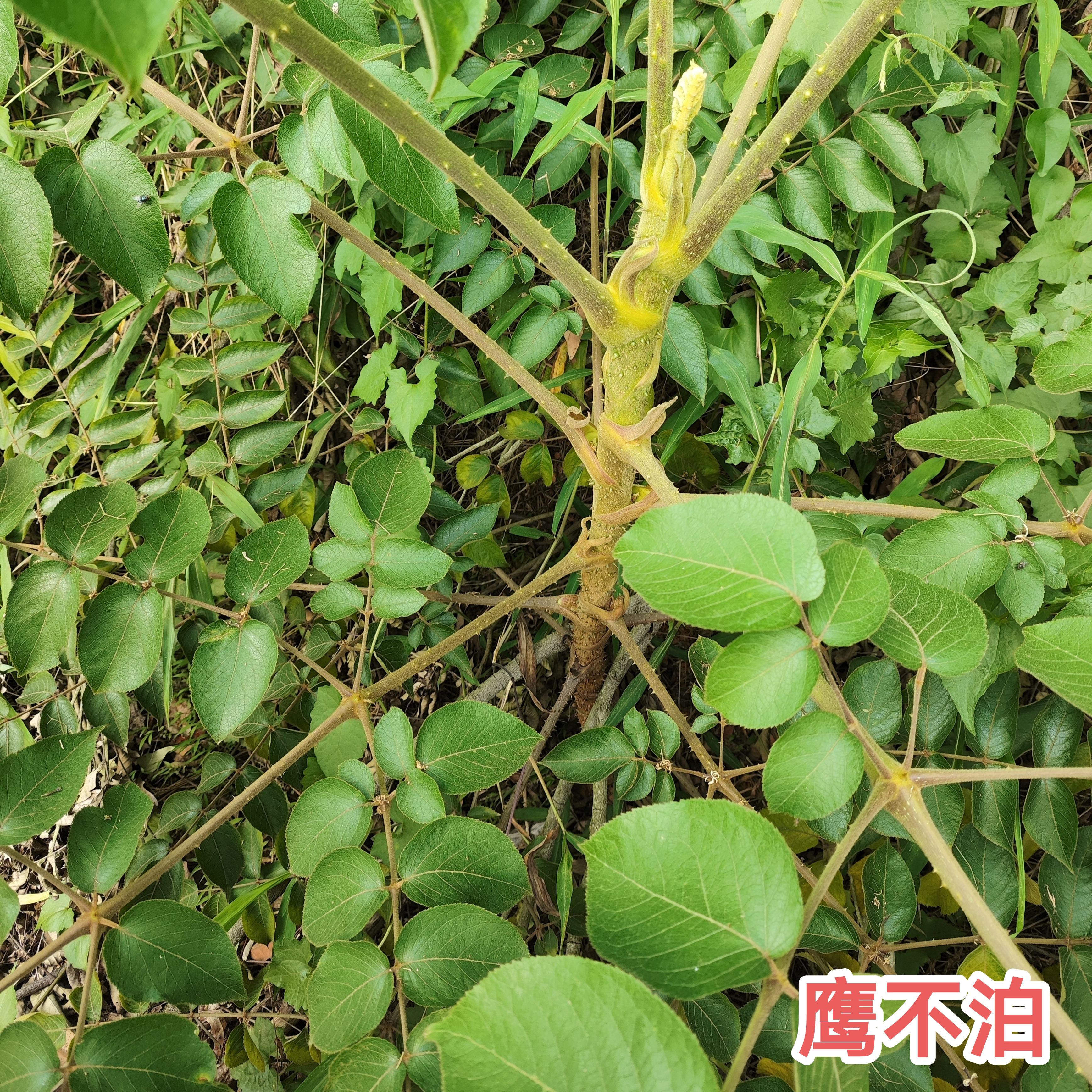 鹰不泊枝叶 新鲜葱木 广东中草药鸟不宿鸟不落雷公木雀不站根包邮