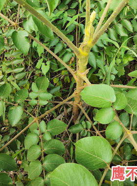 鹰不泊枝叶 新鲜葱木 广东中草药鸟不宿鸟不落雷公木雀不站根包邮