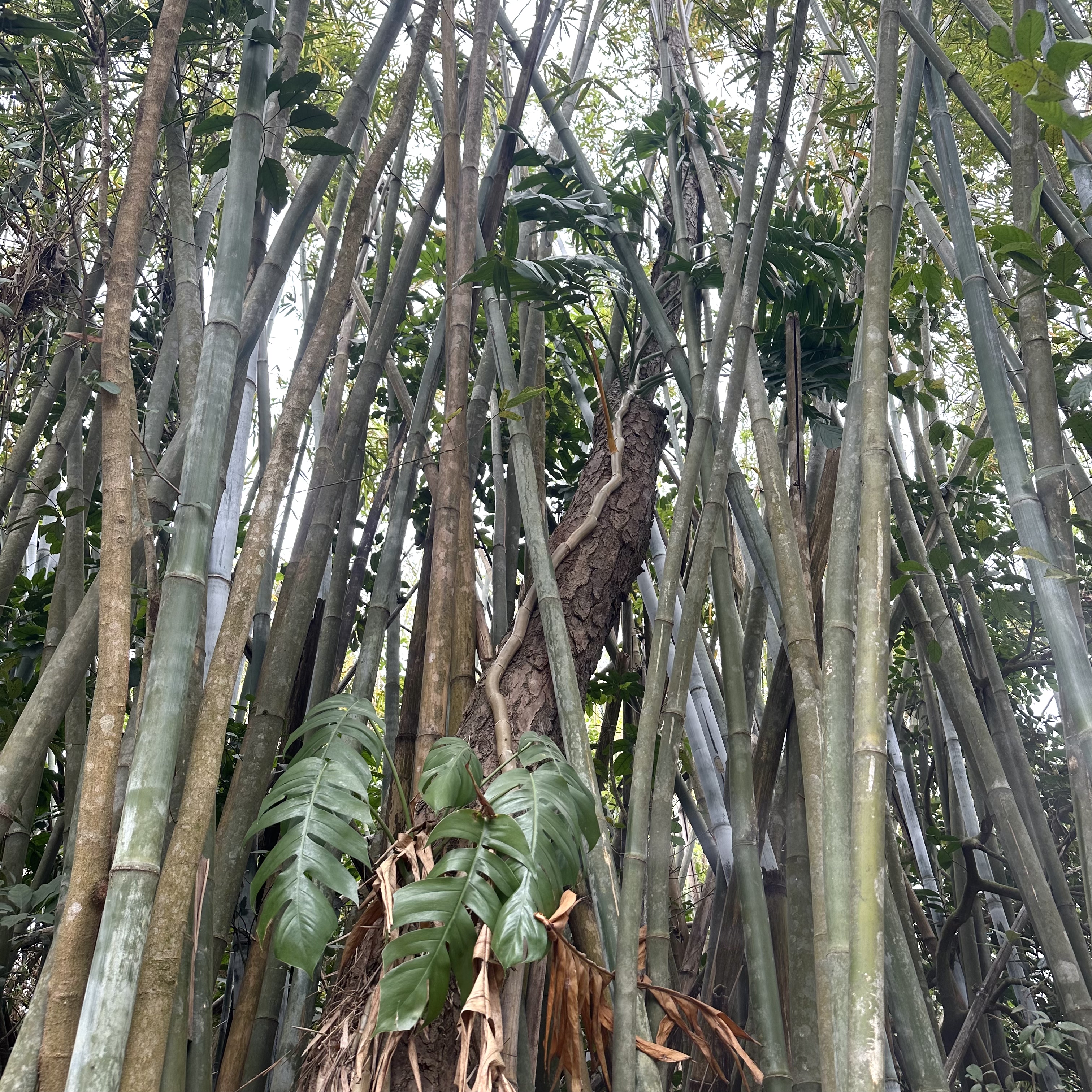 麒麟叶百宿蕉上树龙百足藤飞来凤爬树龙草药飞天蜈蚣麒麟尾叶观赏