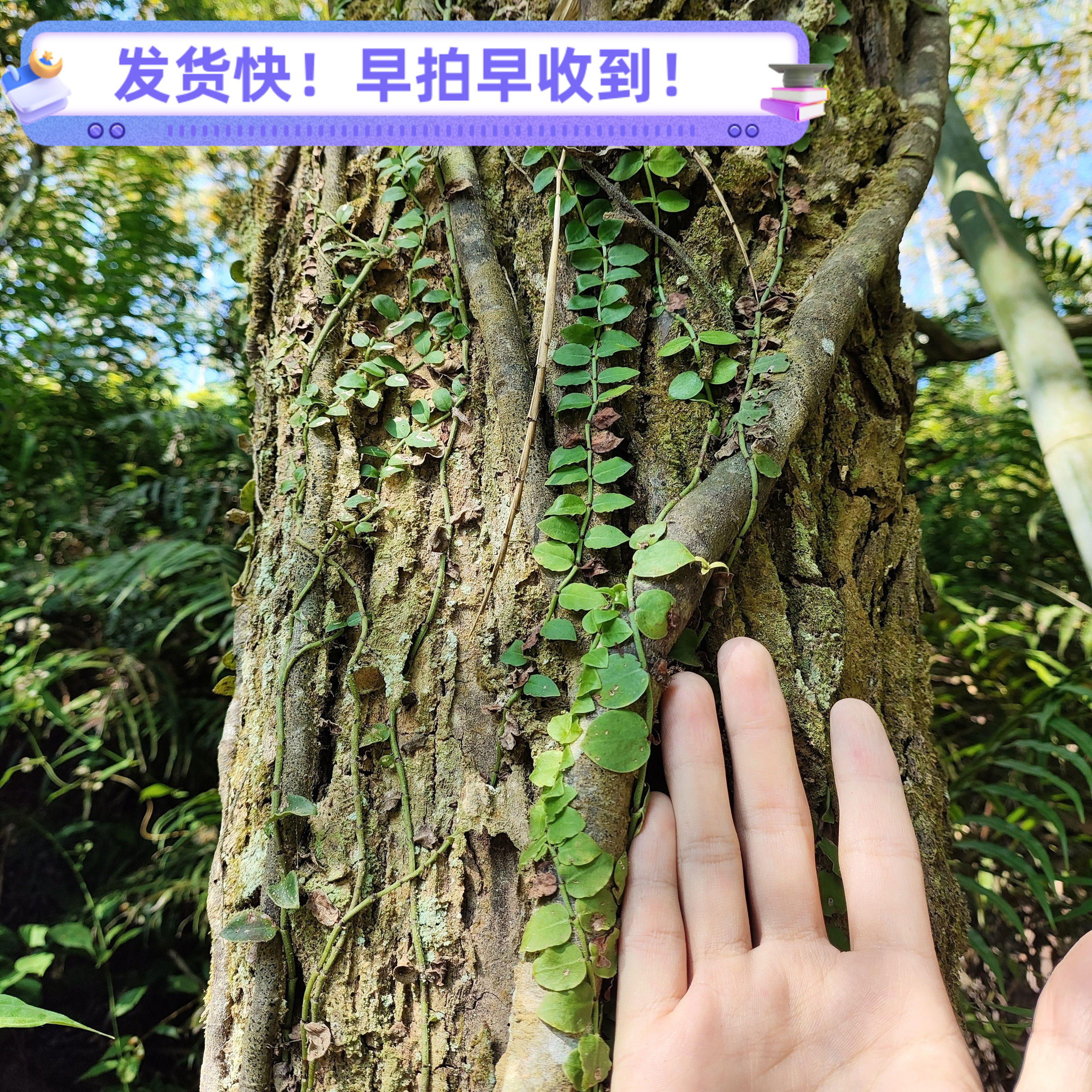 蔓九节 新鲜穿根藤伸筋藤白花风不动 匍匐九节崧根藤上树龙中药材