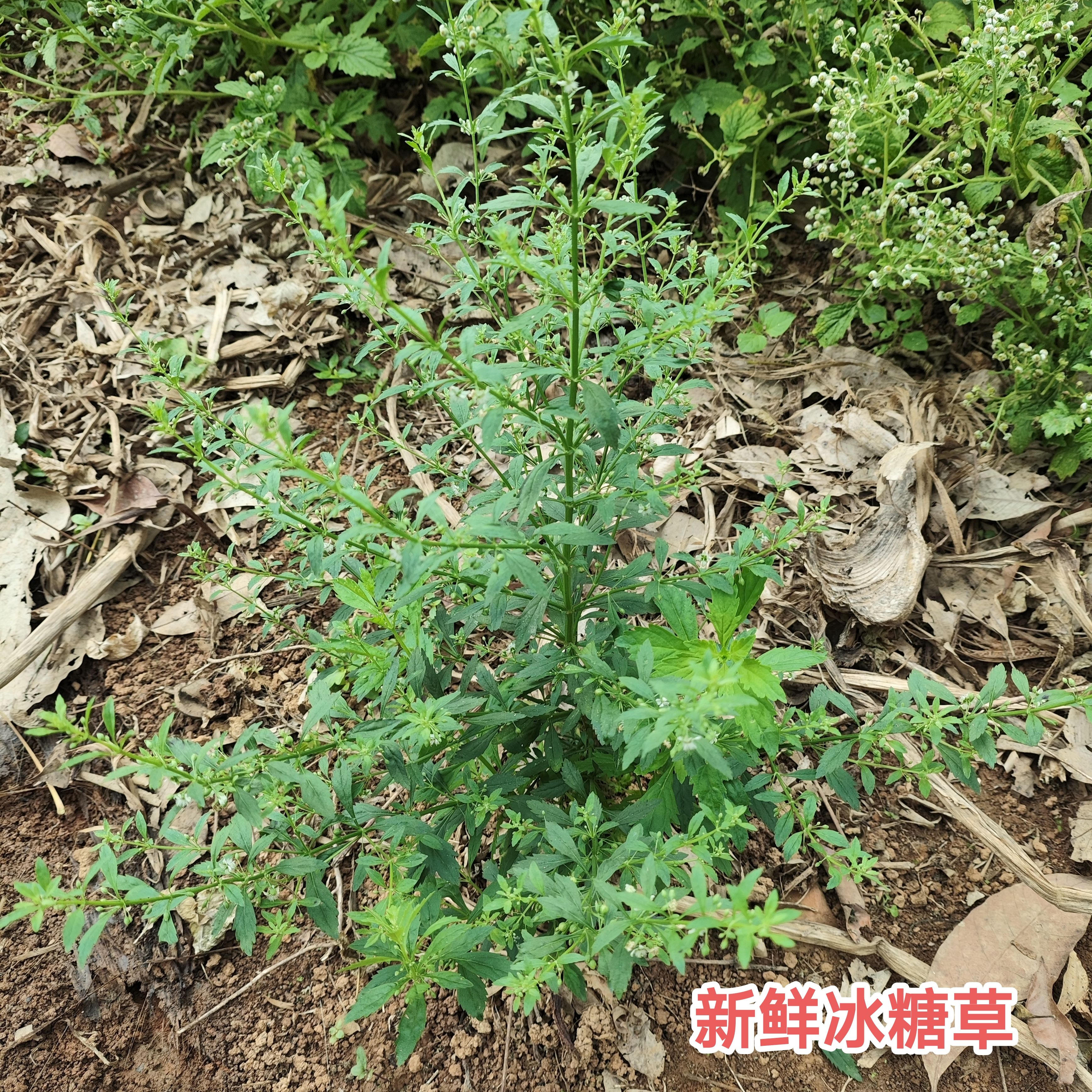 冰糖草新鲜深山原生节珠子草广东野甘草白糖米碎皮肤湿热疹中草药