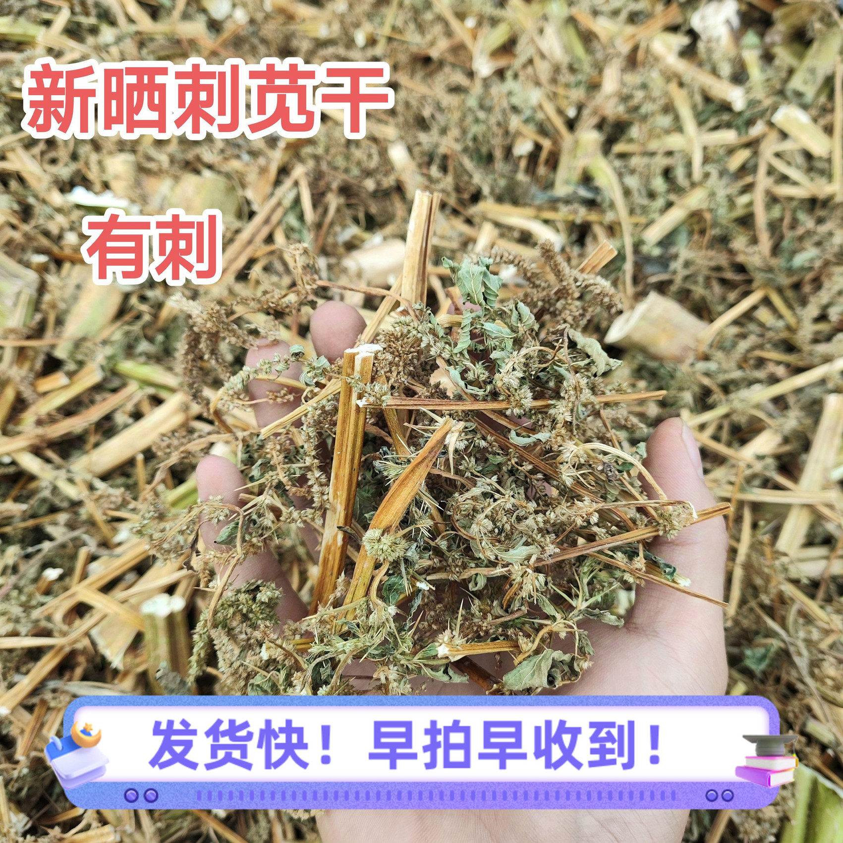 刺苋干汉菜干带刺红苋菜干马齿干绿刺苋野苋菜野刺苋马齿瘦肉炖汤