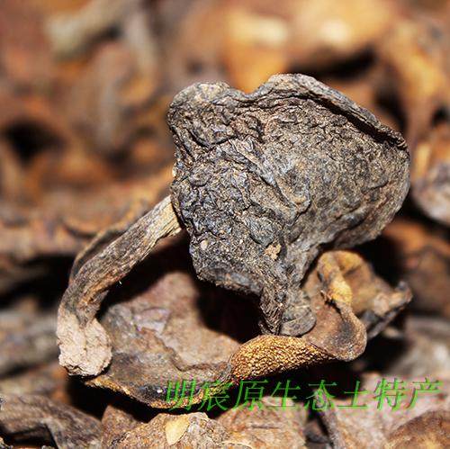 新泰特产龙庭蛾子干货野生松蘑菇松菇山蛾子松蛾自然风干半斤包邮