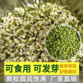 绿豆芽菜牙苗绿菜豆籽芽用豆芽绿豆芽