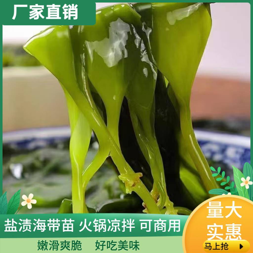 盐渍苗海带特产火锅专用海带带苗新鲜凉拌煲汤海嫩苗商用家用