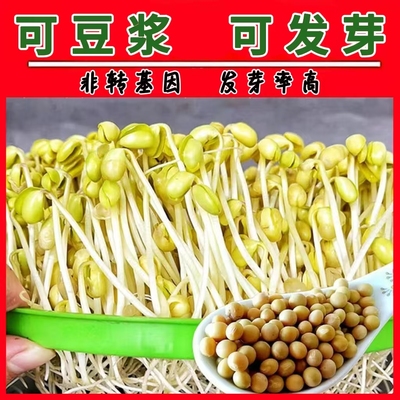 黄豆打豆浆干货大豆芽黄豆整箱发货发豆芽新黄豆生黄豆芽