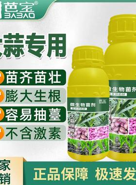 大蒜拌种剂大蒜专用保护增产专用绿色微生物肥膨大生根苗齐