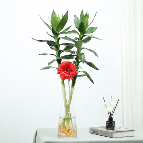 荷花竹观音竹富贵竹水培植物盆栽室内办公客厅转运竹绿植带根花卉