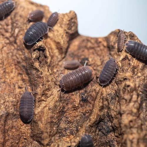 学生实验昆虫西瓜虫小宠物鼠妇