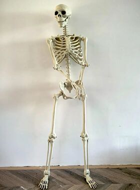 Halloween Realistic Body Bones Life Size Human Skeleton With