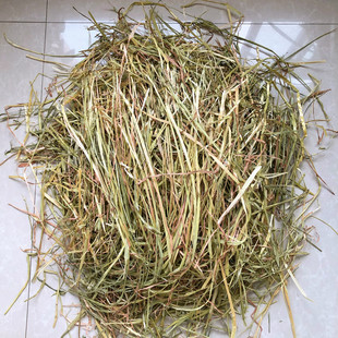 迷宠舍 澳洲燕麦黄金澳麦可代替提摩西有麦穗黑点有枯草筛过500g