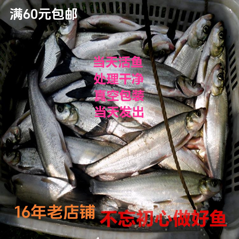 活鱼现杀湖北鄂州特产翘嘴鱼大白刁白鱼刁子鱼白条真空包装500g价