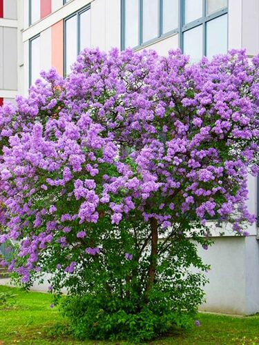 丁香花树苗盆栽阳台庭院浓香室内外四季花卉耐寒植物欧洲丁香花苗