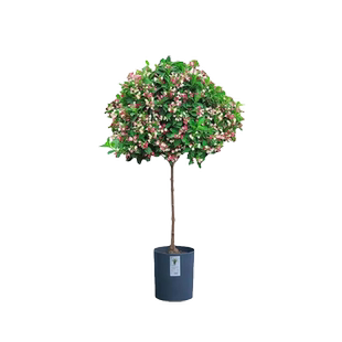 五彩锦带花树盆栽树状锦带苗室外别墅庭院绿化耐寒大型七彩风景树