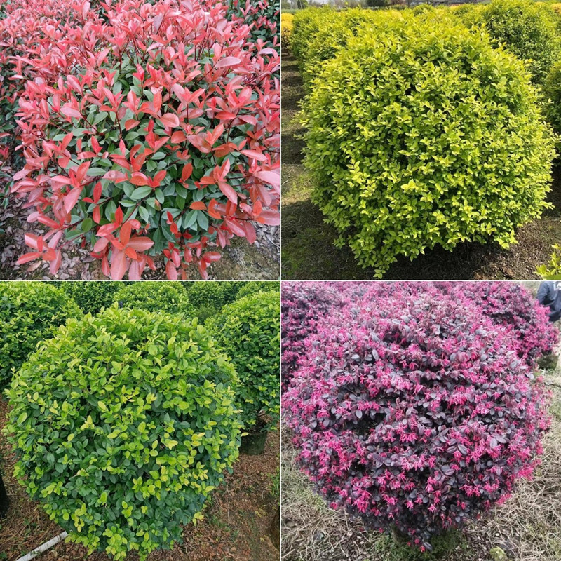 庭院别墅绿化色球类植物红叶石楠冬青红花继木金叶小叶女贞茶梅球