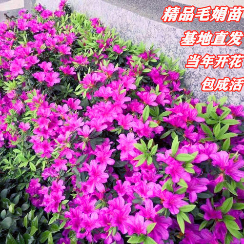 毛杜鹃苗夏娟庭院小区绿化色块苗