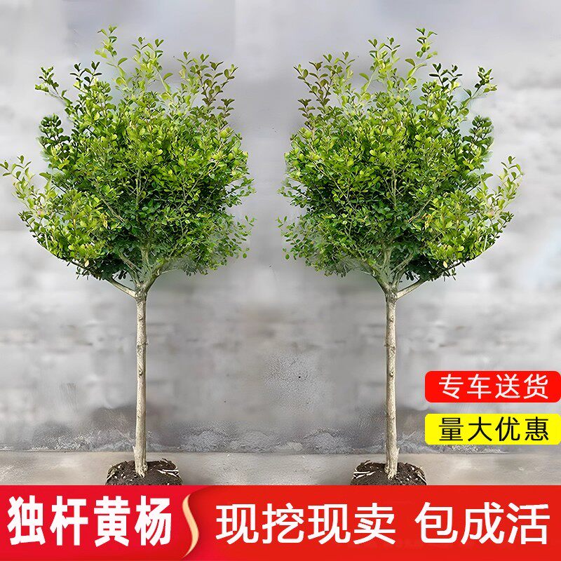 独杆黄杨树苗小叶瓜子黄杨苗大型造型盆景