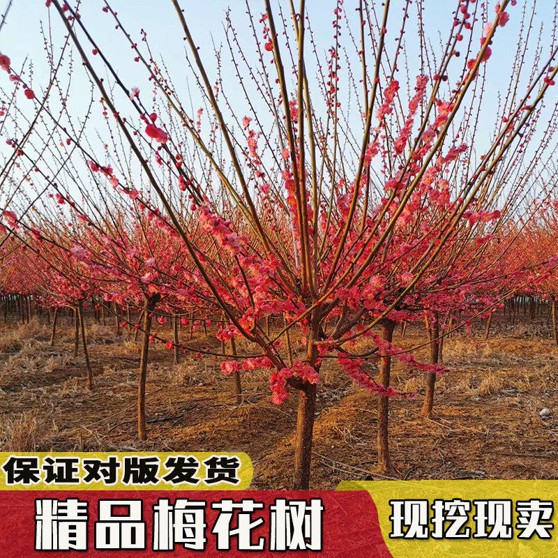 原生梅花树苗耐寒易成活
