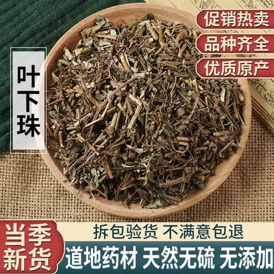 叶下珠新鲜中药材