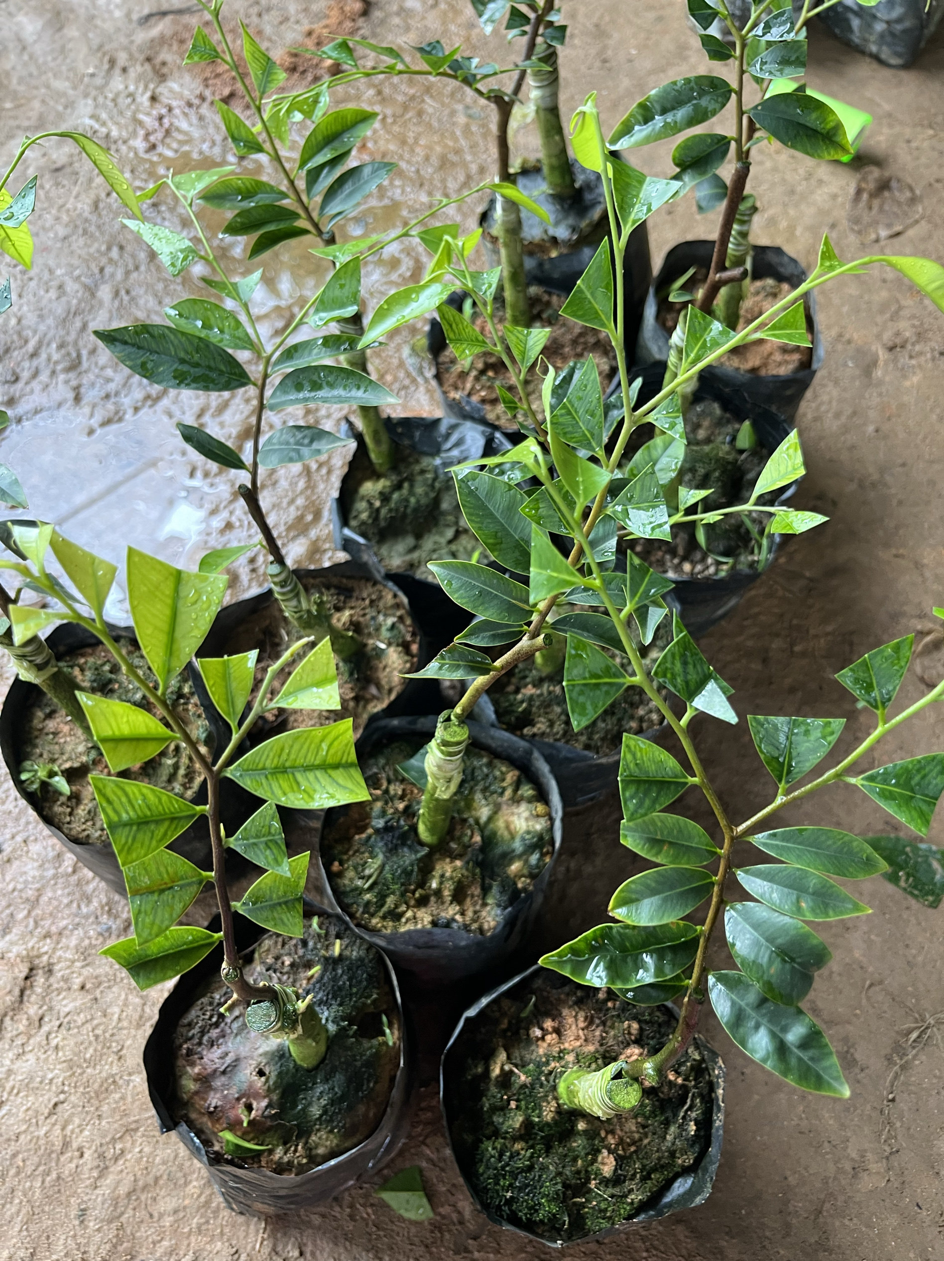 正宗名贵嫁接奇楠沉香树苗母树奇楠沉香苗一代电白奇楠之乡发货