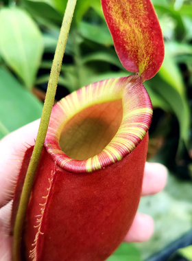 苹果x显目x蓝塔山猪笼草食虫植物多肉小盆栽驱蚊草捕蝇草