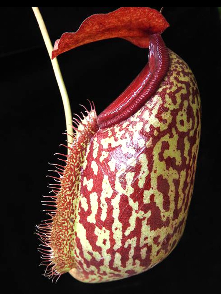 美林交马兜铃猪笼草食虫植物低地高地品种非常可爱漂亮的笼子